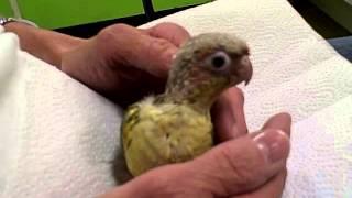 Zazu Pineapple Green Cheek Conure Baby