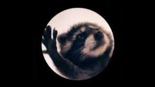 Pedro the Raccoon 1hr. --- TikTok Trends 2024 --- Raccoon Dance ----