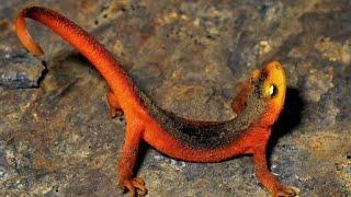 Amazing Facts About Newts – Animal HUB