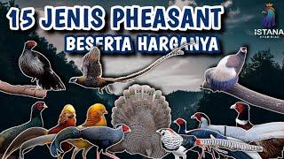 15 JENIS AYAM PHEASANT DAN HARGANYA TERBARU #ayamhias #pheasant