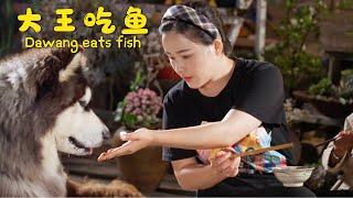 Dawang likes eating fish