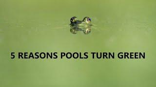 Why Do Pools Turn Green?