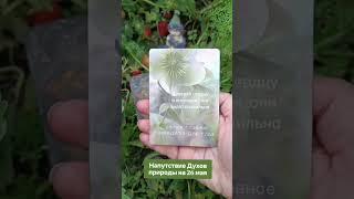 Напутствие Духов Природы на 26 Мая 2025 от Марины Angelic #подсказкаангелов #маринаangelic