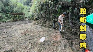 “娜姐和雨锅”正在直播！一边挖地一边养鸡