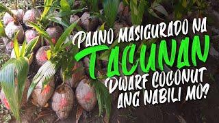 Paano malalaman ang Tacunan dwarf coconut variety?