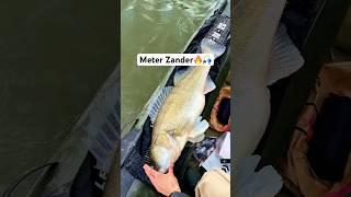 Kapitaler Meter+ Zander! 