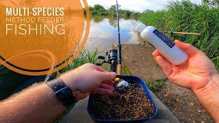 Multi-Species Method Feeder Fishing !