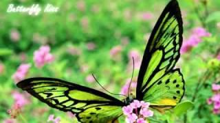 Romantic Production - Butterfly Kiss