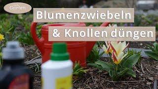 Zwiebel- und Knollenpflanzen düngen | MDR