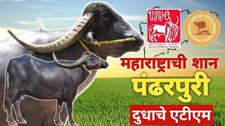 (मराठी) पंढरपुरी म्हैस | Projects & Achievements | ATM of Milk| 3200kg Milk & 15.40% fat| MLDB- NDDB