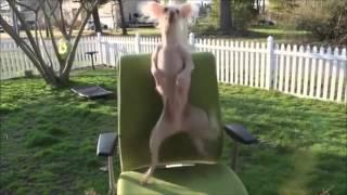 Funny Dancing Dogs Compilation - Try Not To Laugh!