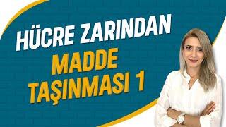 Hücre Zarından Madde Taşınması - 1| Seda Hoca Biyoloji ( 16. Ders ) #sedahocabiyoloji #tyt2023