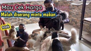 Harga Kucing Persia di Ditrio Sanwa PetshopMurah Banget