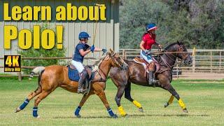 Polo Referee Explains Polo Match for Beginners