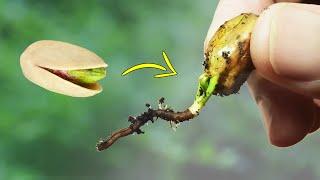 Grow Pistachio Tree From Grocery Pistachios | Pistachio Seed Germination | World Pistachio Day