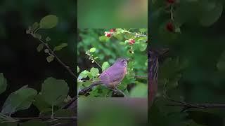 American robin/Странствующий дрозд. Голос  птицы. Голоса птиц в природе #shorts #shortsyoutube