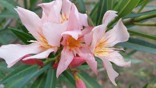 Propagation of oleander (Nerium oleander)