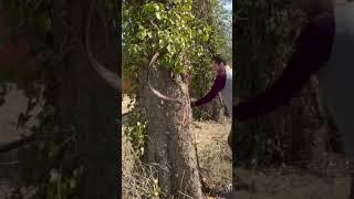 Removing Harmful Vines From Trees