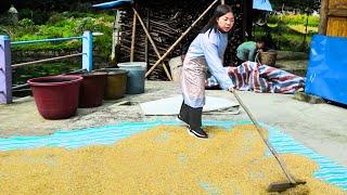 After days of rain, the secret of drying rice is revealed!