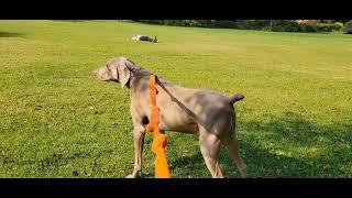 Tim OBrien - Lay Down Your Weary Tune- Kent State Folks Festival 2/15/97 Holder The Weimaraner