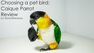 Choosing a Pet Bird - Caique Parrot Review