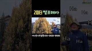정말 이쁘고 귀한 2미터 썰프레아 #shorts #썰프레아 #가나안나무농원