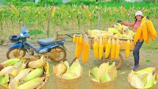 Harvesting corn to sell at the market, how to preserve corn for a long time