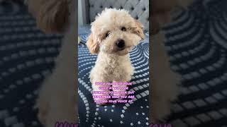 mommy is sorry  | #puppy #cavapoo