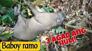 JACKPOT!Nakahuli ulit kami ng Baboy Ramo |Baboy Damo Hunting | Buhay Probinsya | Countryside Life PH