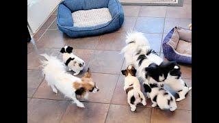 Papillon puppies 5 weeks old