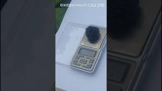 Садовая ежевика Коламбия Гигант 2.