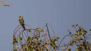 birdingtours-Reisegruppe entdeckt Bienenfresser am Niederrhein!