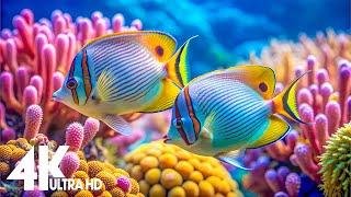 Aquarium 4k VIDEO (ULTRA HD)  - Captivating Moments with Beautiful Coral Reef Fish - Relaxing music