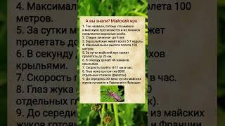 А вы знали? Майский жук