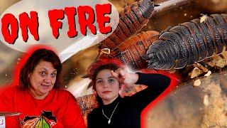 Unboxing Isopods Porcellio scaber Lava  | Nanette and Christal do an unboxing