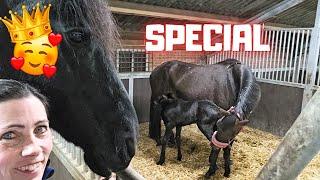 QueenUniek keeps looking at her foal Belle, so special! 7/7 | Friesian Horses