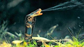 Top 10 Most Venomous Snakes in the World