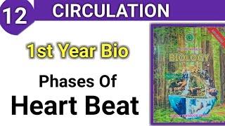 Phases Of Heart Beat || Circulation Class 11 bio
