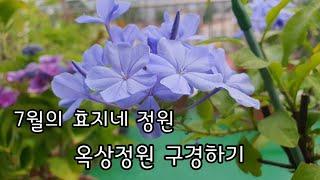 7월의 효지네 옥상정원 풍경#예쁜정원#산수국#숲마을정원수국#엔젤로니아#해피블루#플럼바고#백일홍#여우꼬리#란타나