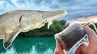 Fishing for HUGE UK Sturgeon