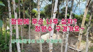 정원에 심을 나무 보러 갈까요? /정원수/조경수/나무/조경수추전/정원수추천/