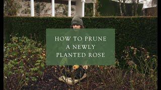 Pruning a newly planted rose