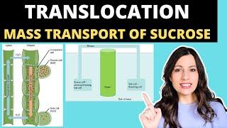 TRANSLOCATION OF SUCROSE A-level Biology- mass flow hypothesis in plants and structure of the phloem