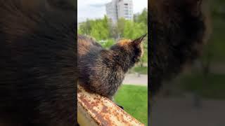 Страховая не нужна  #делюсьпозитивом