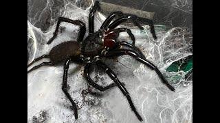 Rehousing Funnel Webs , Curtain Webs , and the L fallax