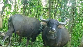 looking family buffalo are in forest