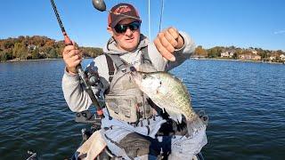 FLATHEAD BONANZA!!! HUGE Live Baits Get DEVOURED