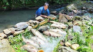 How to make handmade fish trap, single girl, harvest many giant fish to sell, to improve life