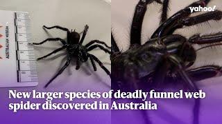 New larger species of deadly funnel web spider discovered in Australia | Yahoo Australia