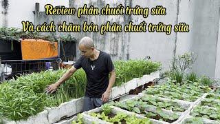 Review Phân Chuối Trứng Sữa Ủ Sau Hơn 1 Tháng Và Cách Chăm Bón Phân Chuối Trứng Sữa